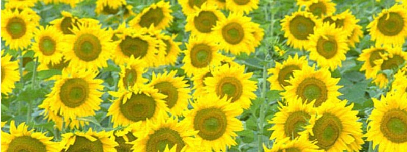 塗って寝るだけ、翌朝おどろく極上肌!【桜花媛】情報サイト